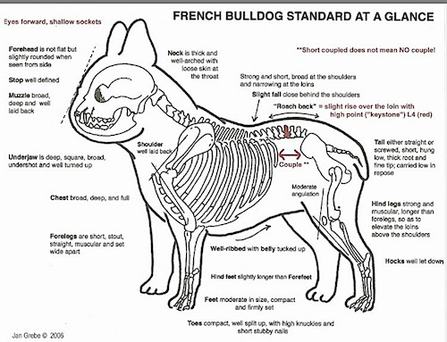 French bulldog health problems - Brachycephalic syndrome